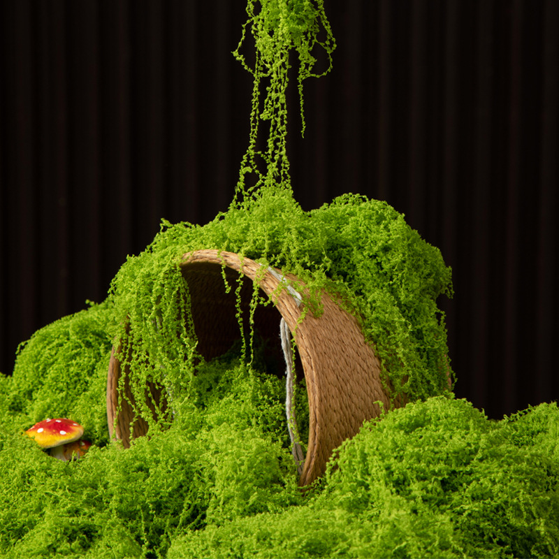 200g Ewiges Leben Moos DIY Bas – Bonsai Garden Ideas Bewertung und Preis