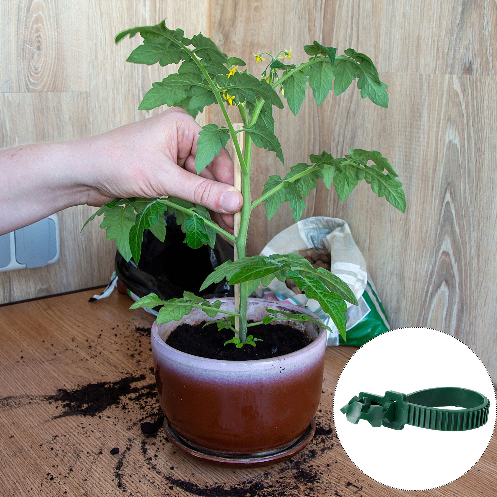 20 Stück Rankenbefestigungssch – Bonsai Garden Usa Bewertung und Preis